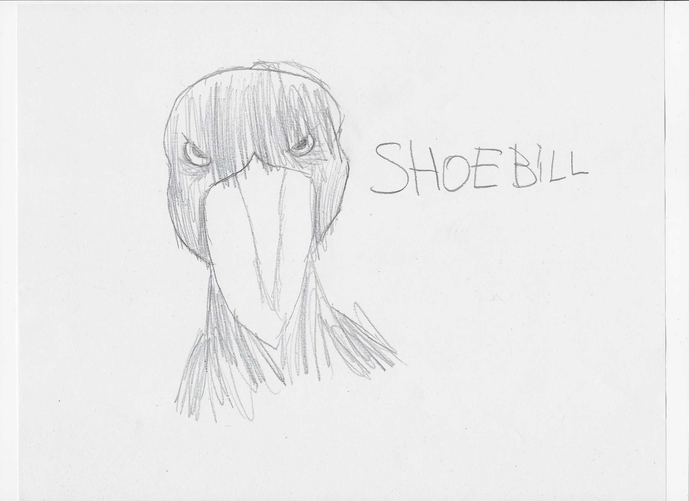 Shoebill